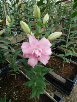 [5629 VH59 Waverider No01.JPG]